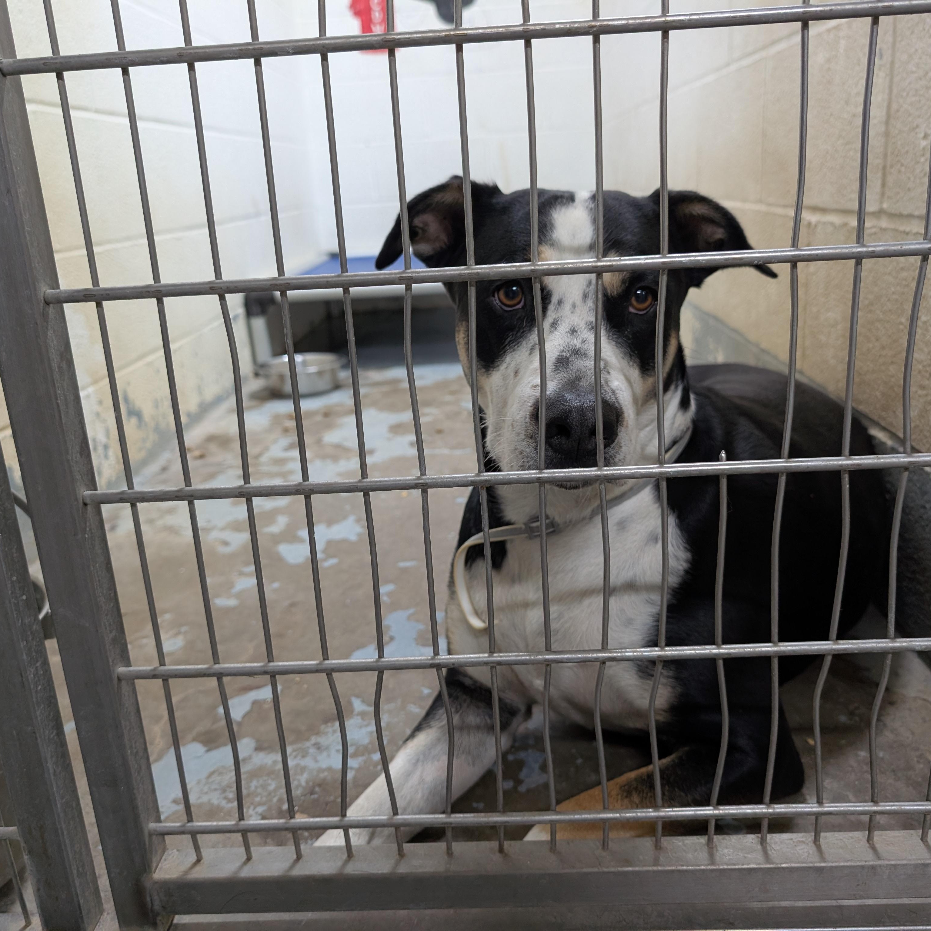 190563 Annie LOOKING FOR OWNER, ADOPTABLE, Adult Female Mixed Breed.
