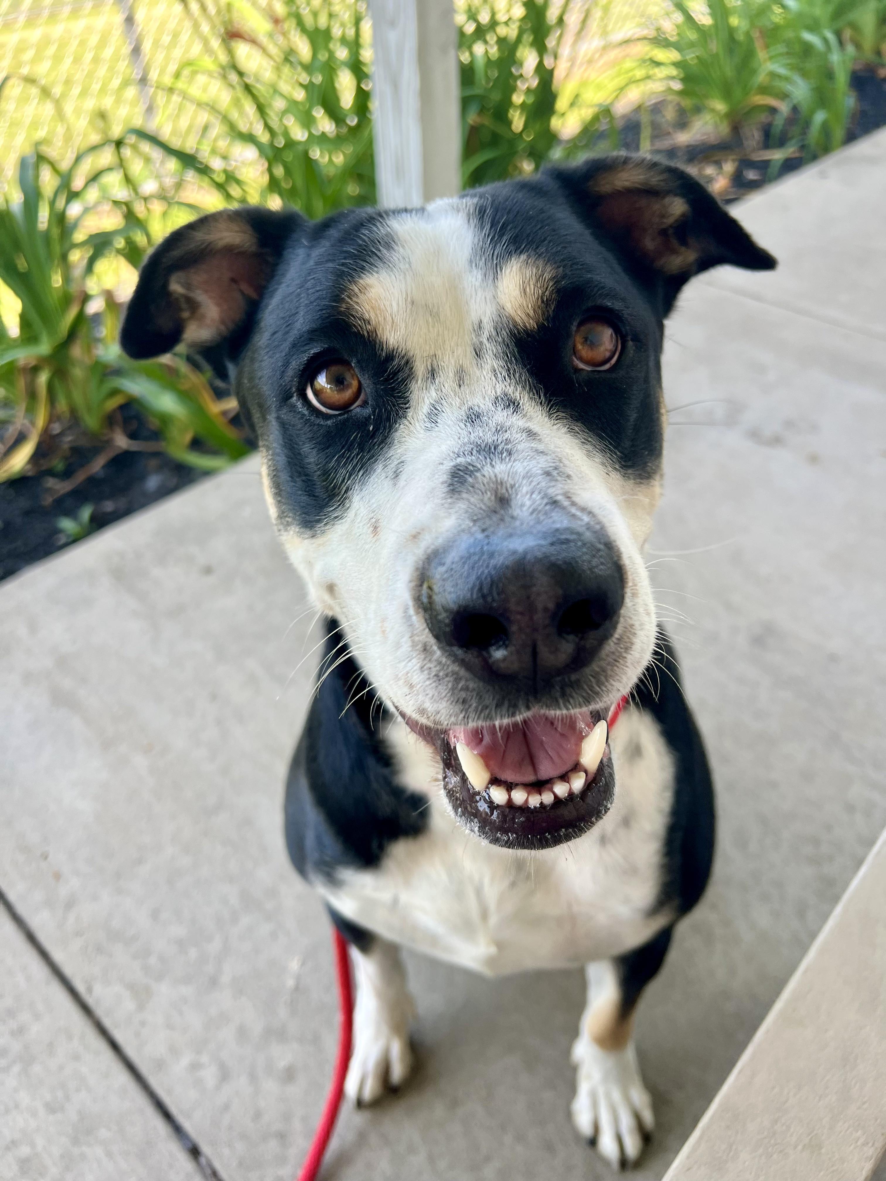 Enlarge 190563 Maggie May, a Adoptable Mixed Breed in Ravenna, OH image 6/6