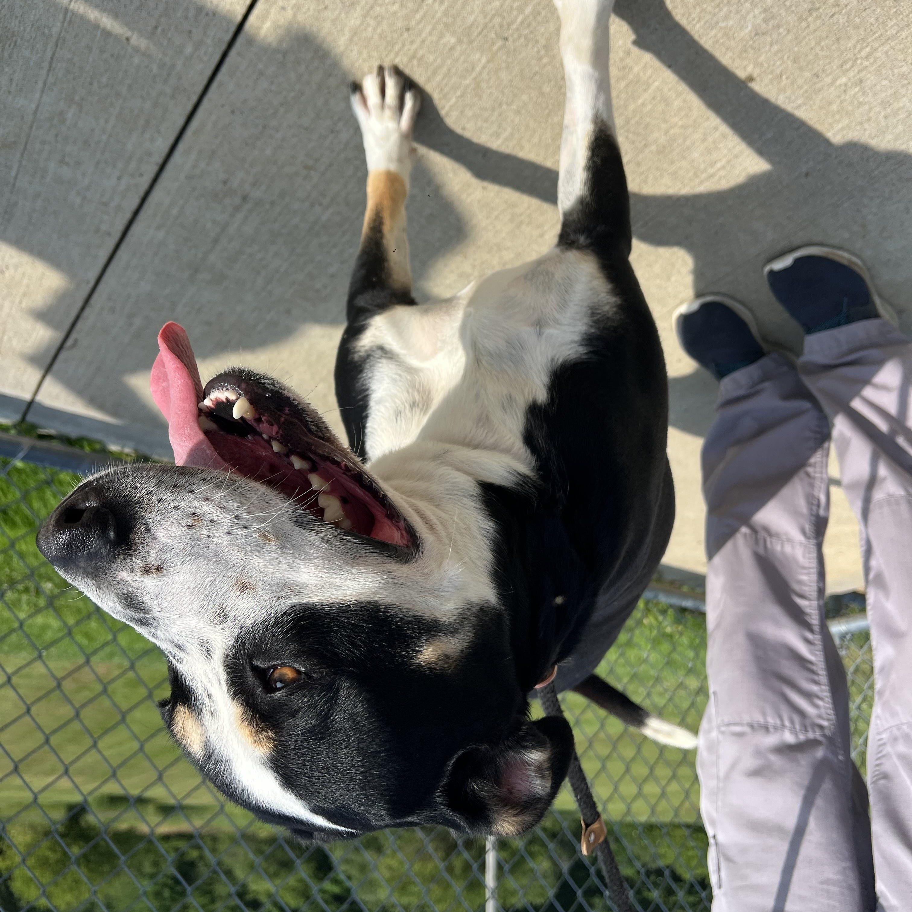 190563 Maggie May, a ADOPTABLE Mixed Breed in Ravenna, OH image 4/5
