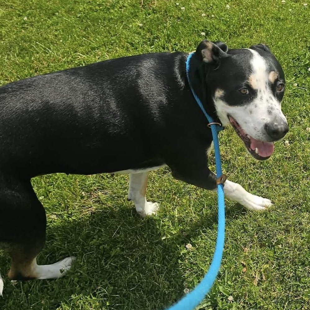 190563 Maggie May, a ADOPTABLE Mixed Breed in Ravenna, OH image 3/5