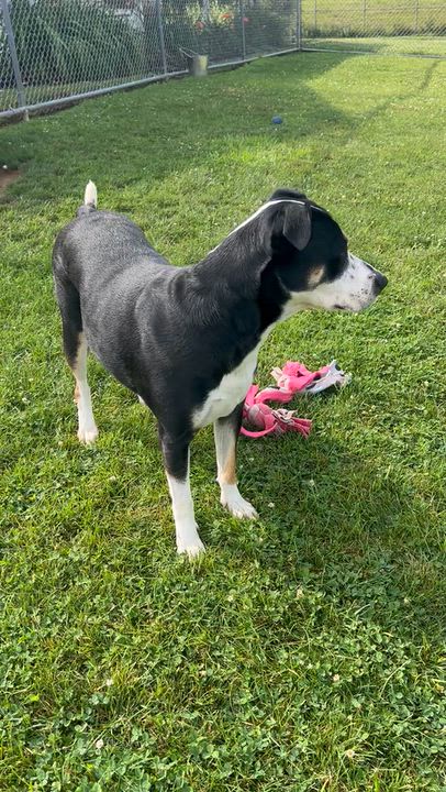 Enlarge 190563 Maggie May, a Adoptable Mixed Breed in Ravenna, OH video 2/6