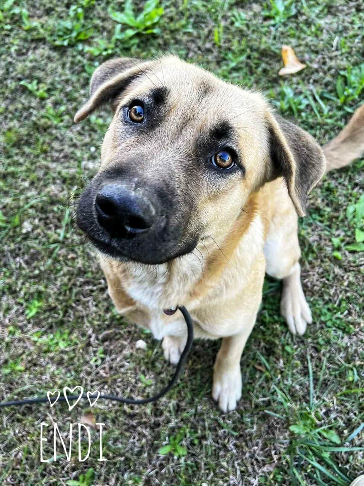 Endi, ADOPTABLE, Young Female German Shepherd Dog.