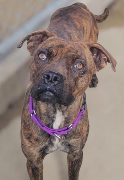 Senor — thumbnail 2