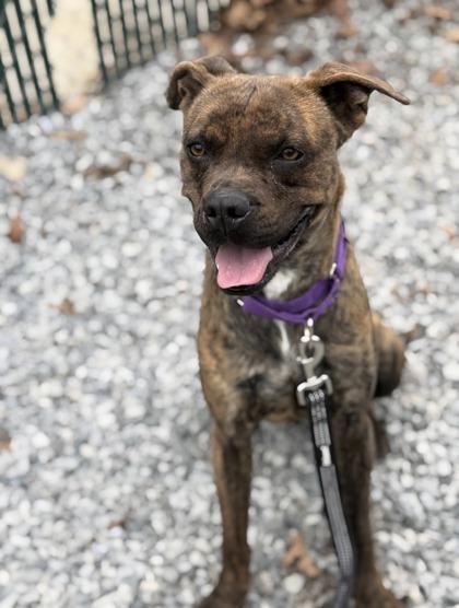 Senor — thumbnail 3