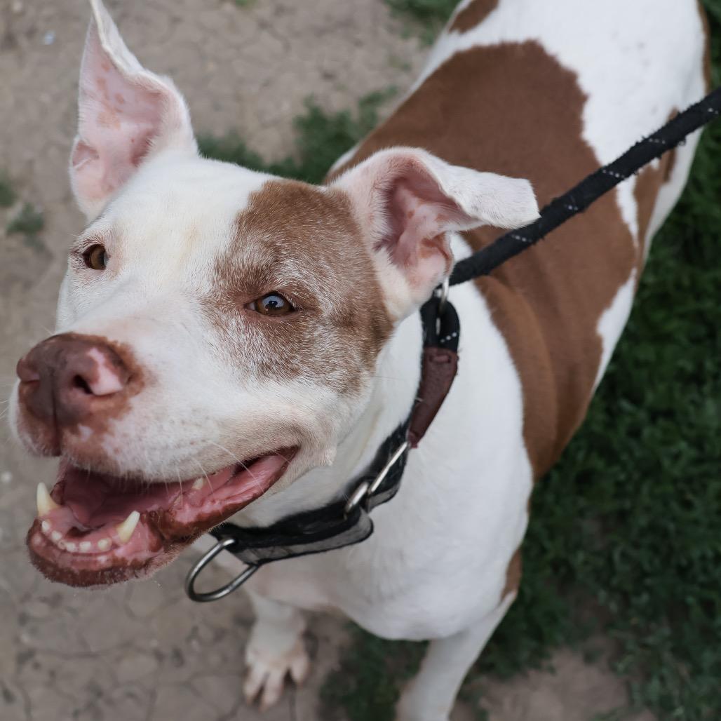 Lola, Adoptable, Adult Female Pit Bull Terrier.
