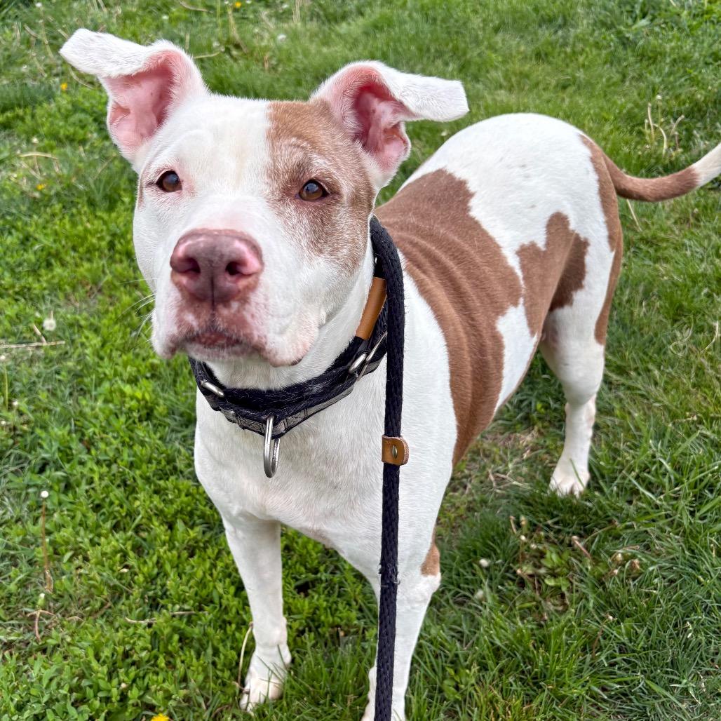 Lola, Adoptable, Adult Female Pit Bull Terrier.