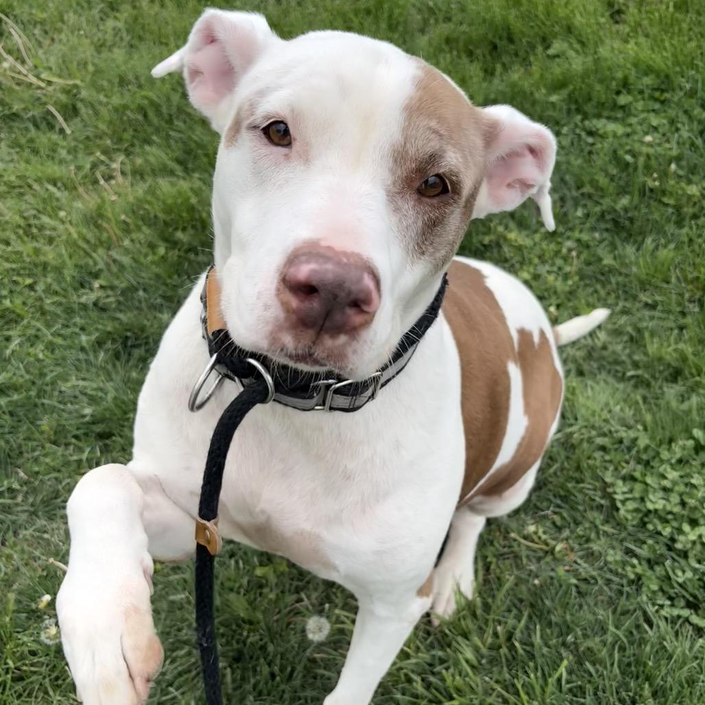 Enlarge Lola, a Adoptable Pit Bull Terrier in St Joseph, MO image 2/4