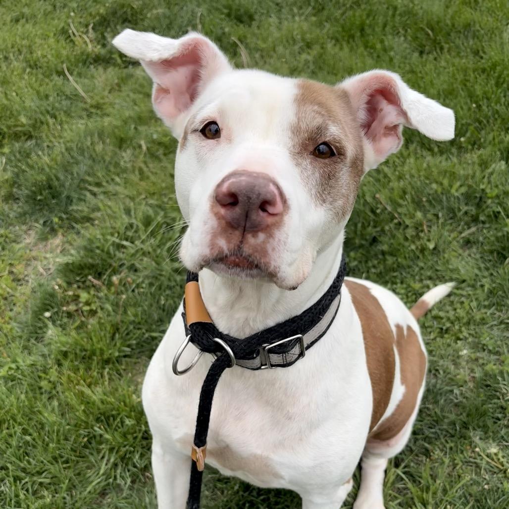 Enlarge Lola, a Adoptable Pit Bull Terrier in St Joseph, MO image 3/4
