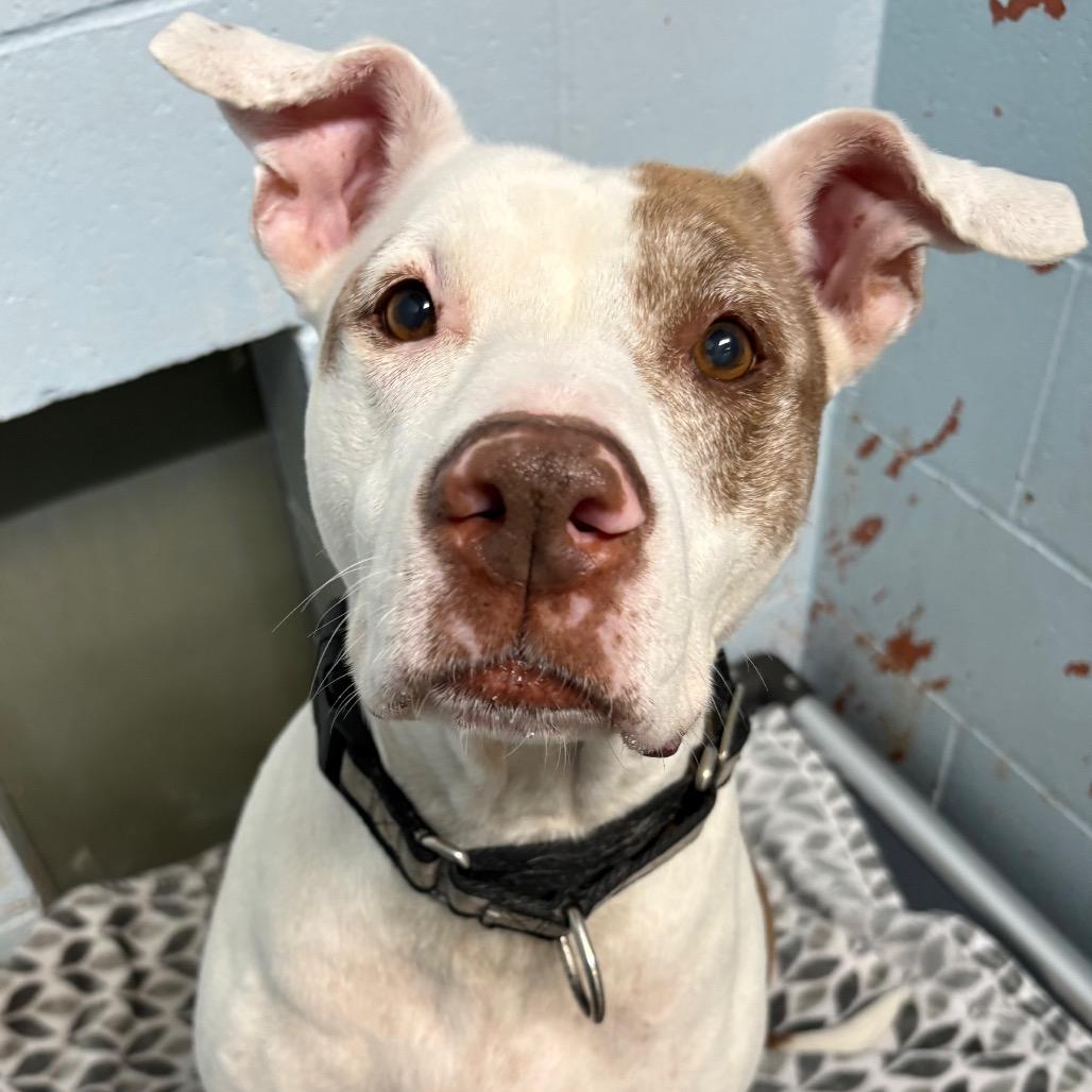 Enlarge Lola, a Adoptable Pit Bull Terrier in St Joseph, MO image 4/4