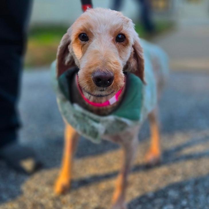 CT Kimmie (Foster in Glastonbury, CT), Adoptable, Adult Female Goldendoodle.
