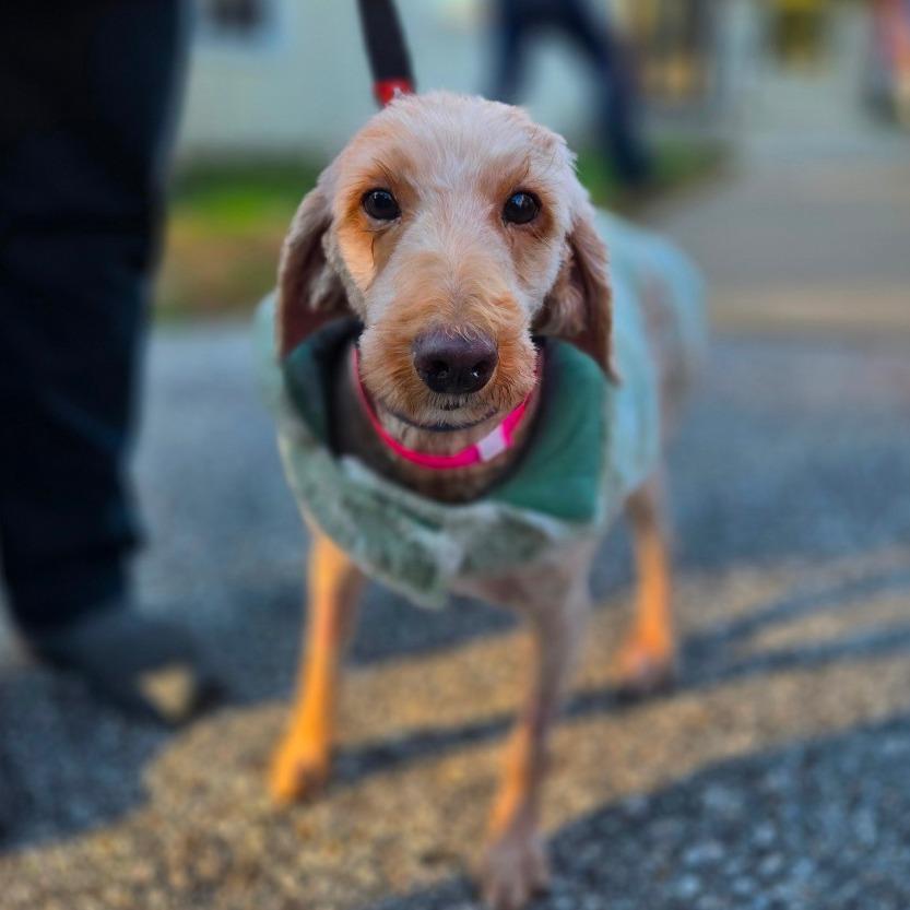Enlarge CT Kimmie avail Oct 24 (Scarecrow Festival- Somer, CT), a Adoptable Goldendoodle in Stormville, NY image 2/5
