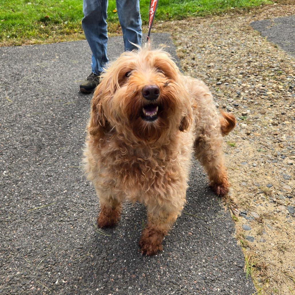 Enlarge CT Kimmie avail Oct 24 (Scarecrow Festival- Somer, CT), a Adoptable Goldendoodle in Stormville, NY image 5/5