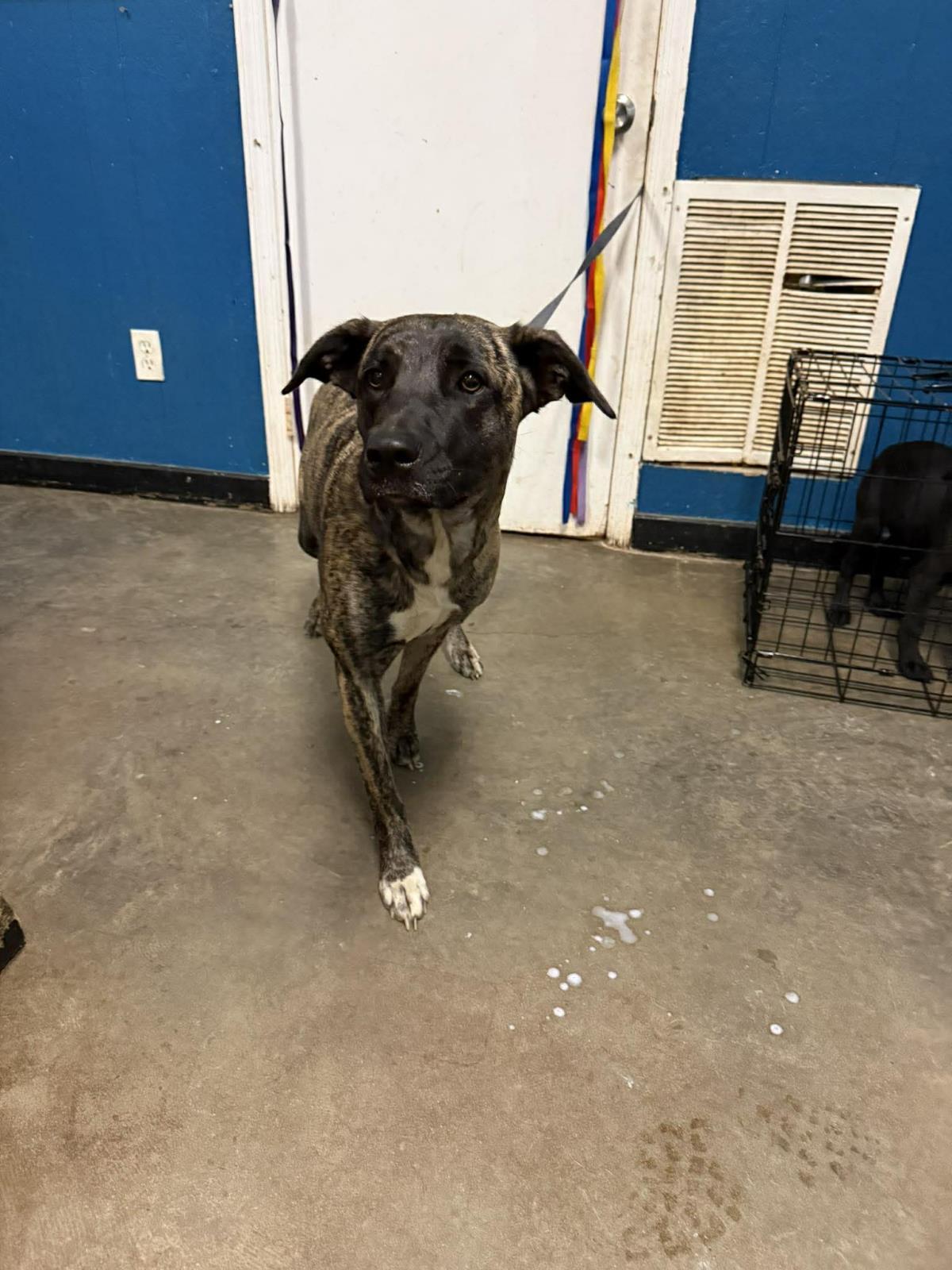 Enlarge Heidi, a Adoptable mixed breed in Ozark, AL image 1/1