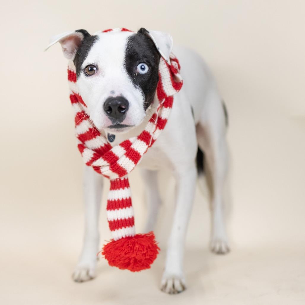 Gloria, Adoptable, Adult Female Mixed Breed.