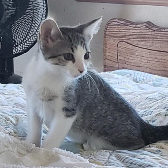 QUARTZ, a Adoptable Domestic Short Hair in Stephenville, TX image 1/3