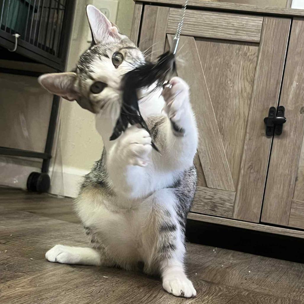 QUARTZ, a Adoptable Domestic Short Hair in Stephenville, TX image 3/3