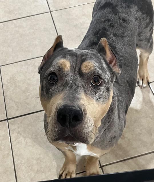 Tina, a ADOPTABLE mixed breed in Chelmsford, MA image 4/5