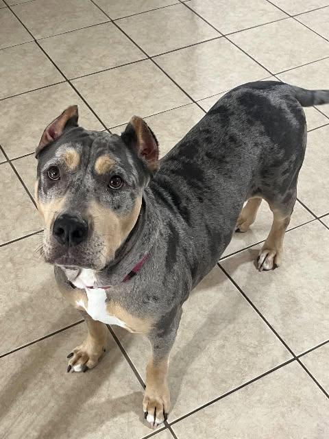 Tina, a ADOPTABLE mixed breed in Chelmsford, MA image 2/5
