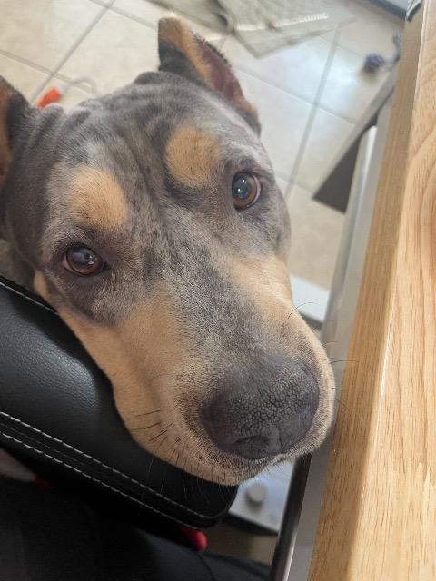 Tina, ADOPTABLE, Adult Female American Bully.