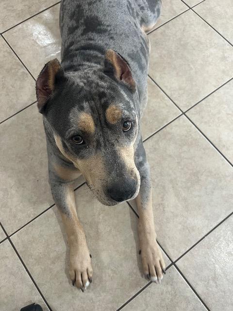 Tina, a ADOPTABLE mixed breed in Chelmsford, MA image 3/5