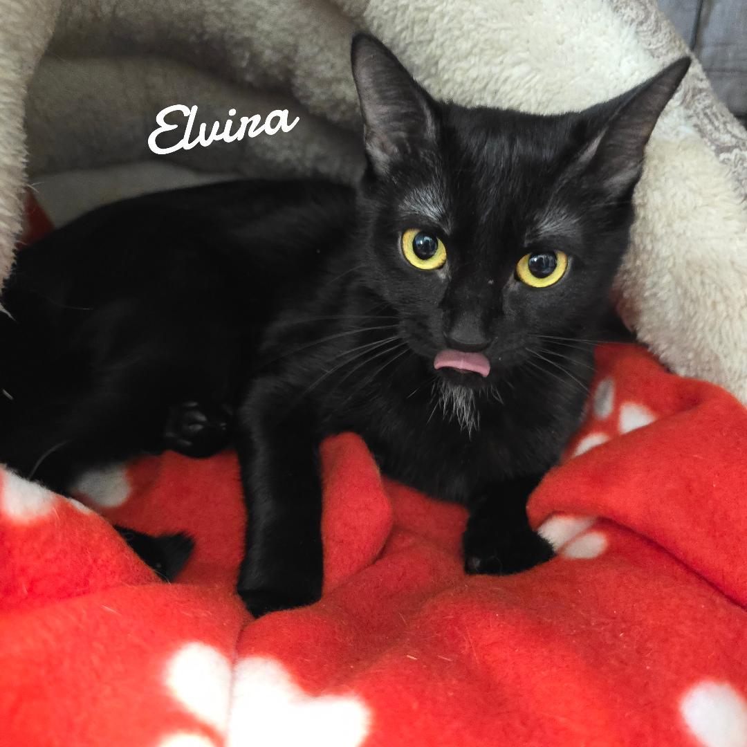 Elvira, Adoptable, Young Female Domestic Short Hair.