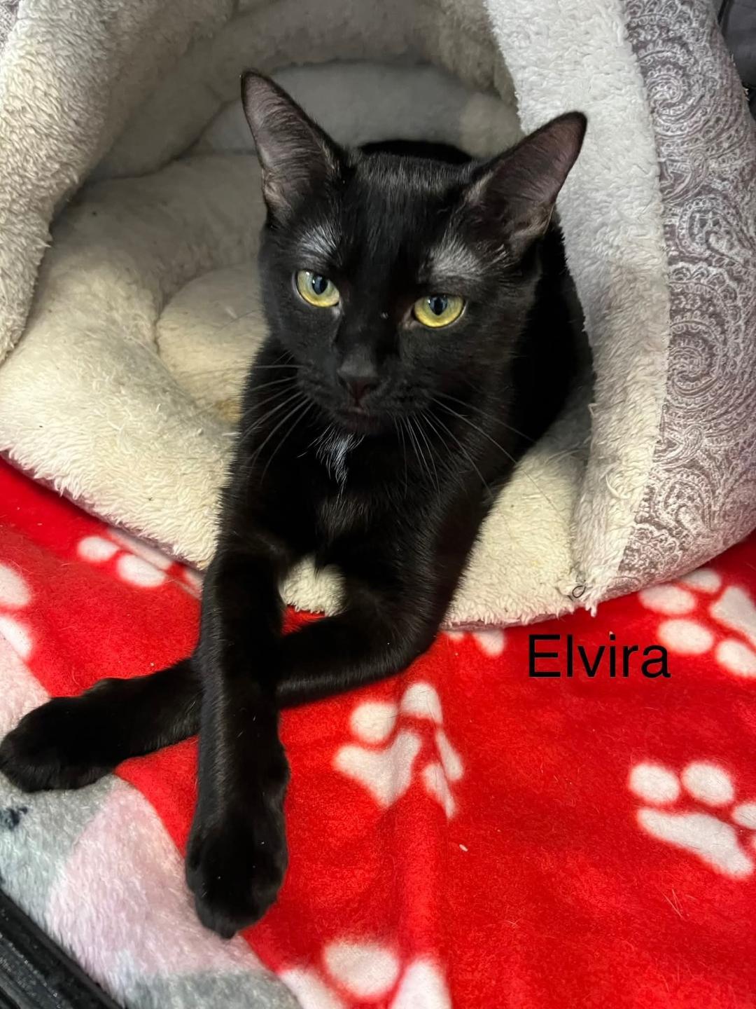 Enlarge Elvira, a Adoptable Domestic Short Hair in Naugatuck, CT image 2/2