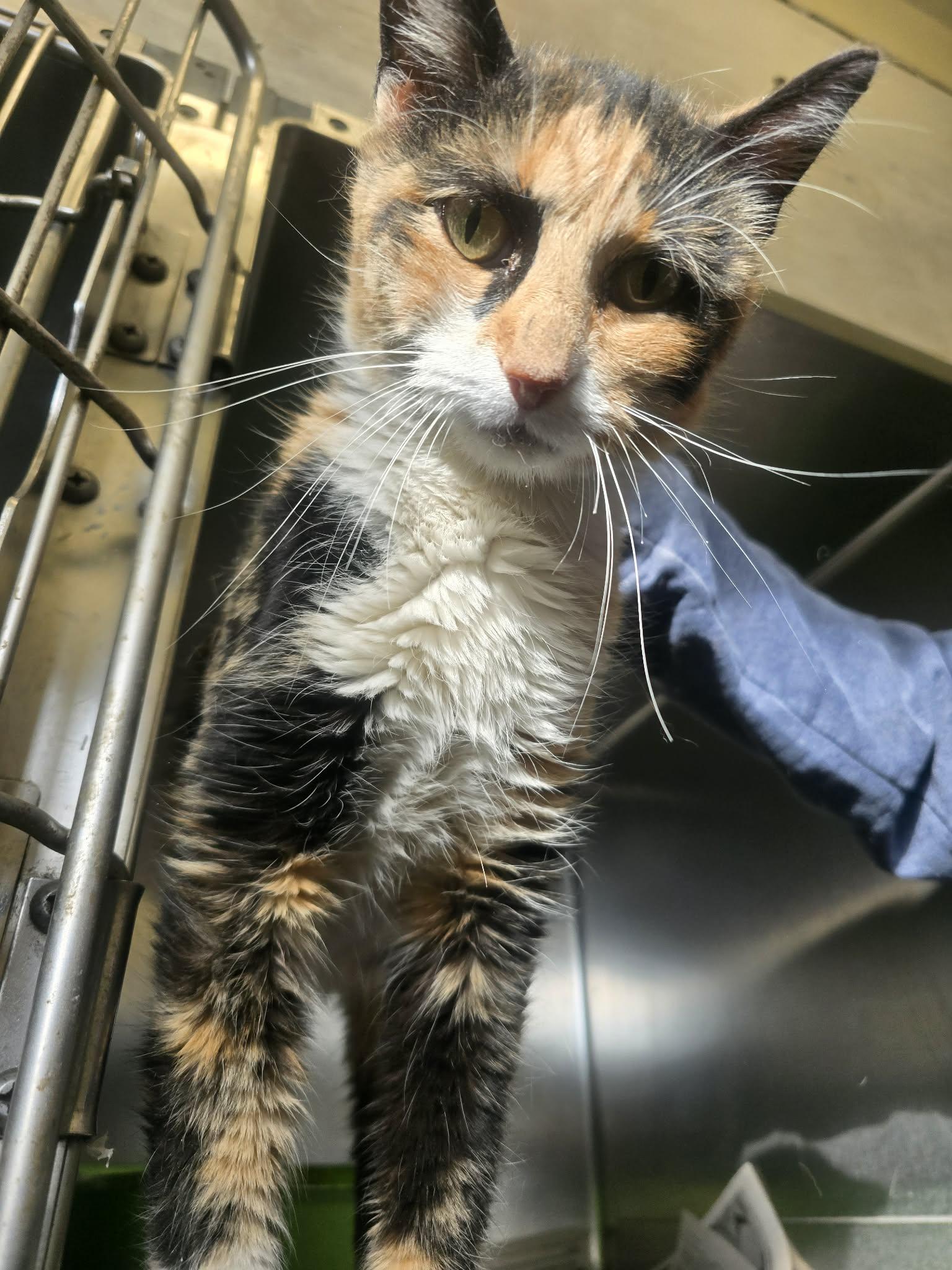 Enlarge Onion, a ADOPTABLE Domestic Short Hair in Rock Falls, IL image 3/4