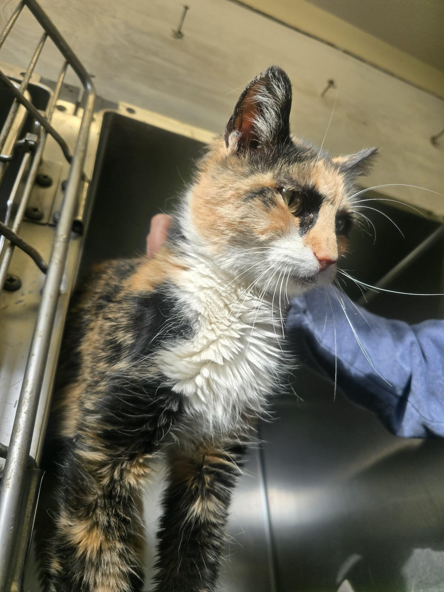 Enlarge Onion, a ADOPTABLE Domestic Short Hair in Rock Falls, IL image 4/4