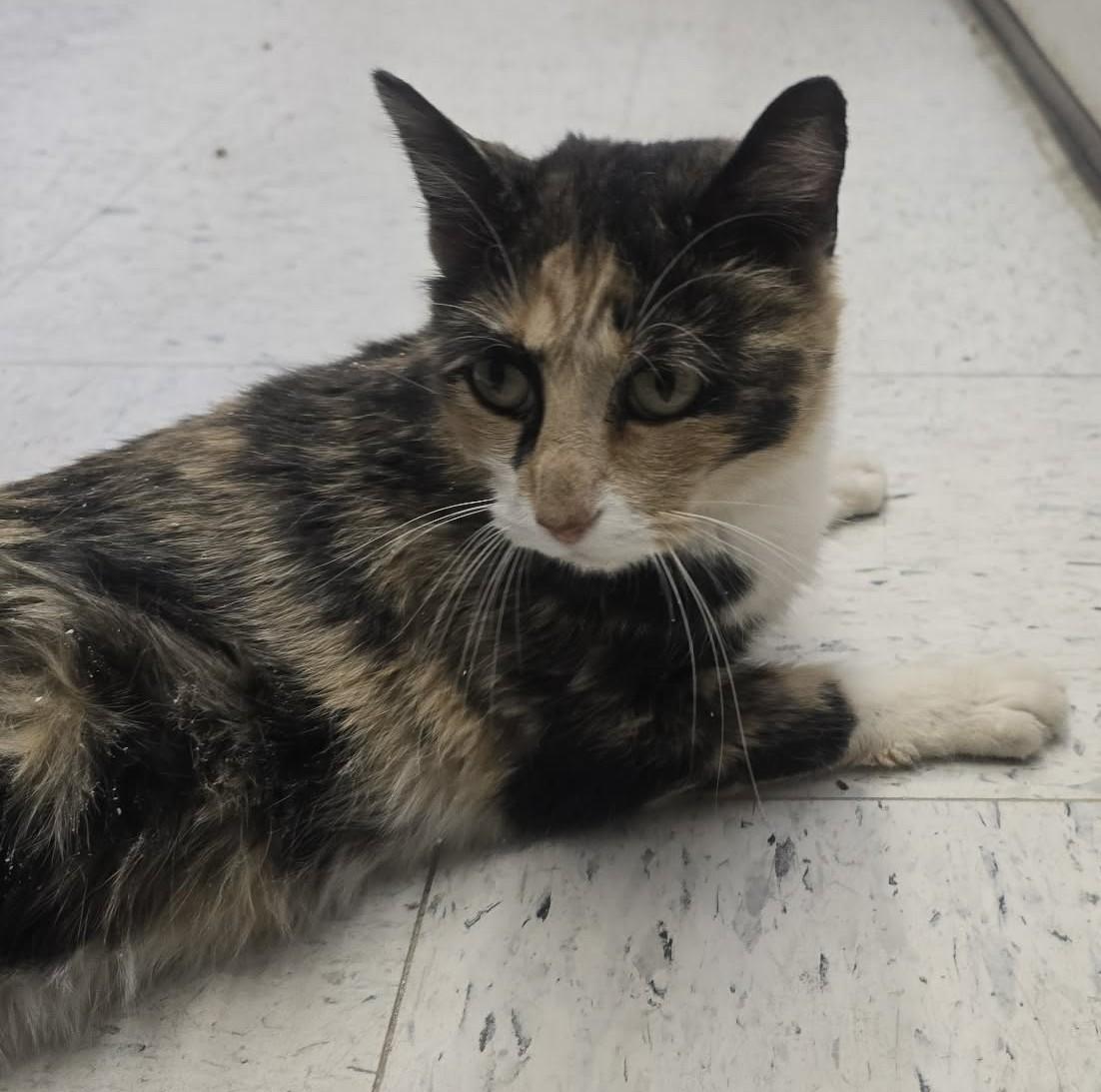 Onion, ADOPTABLE, Adult Female Domestic Short Hair.