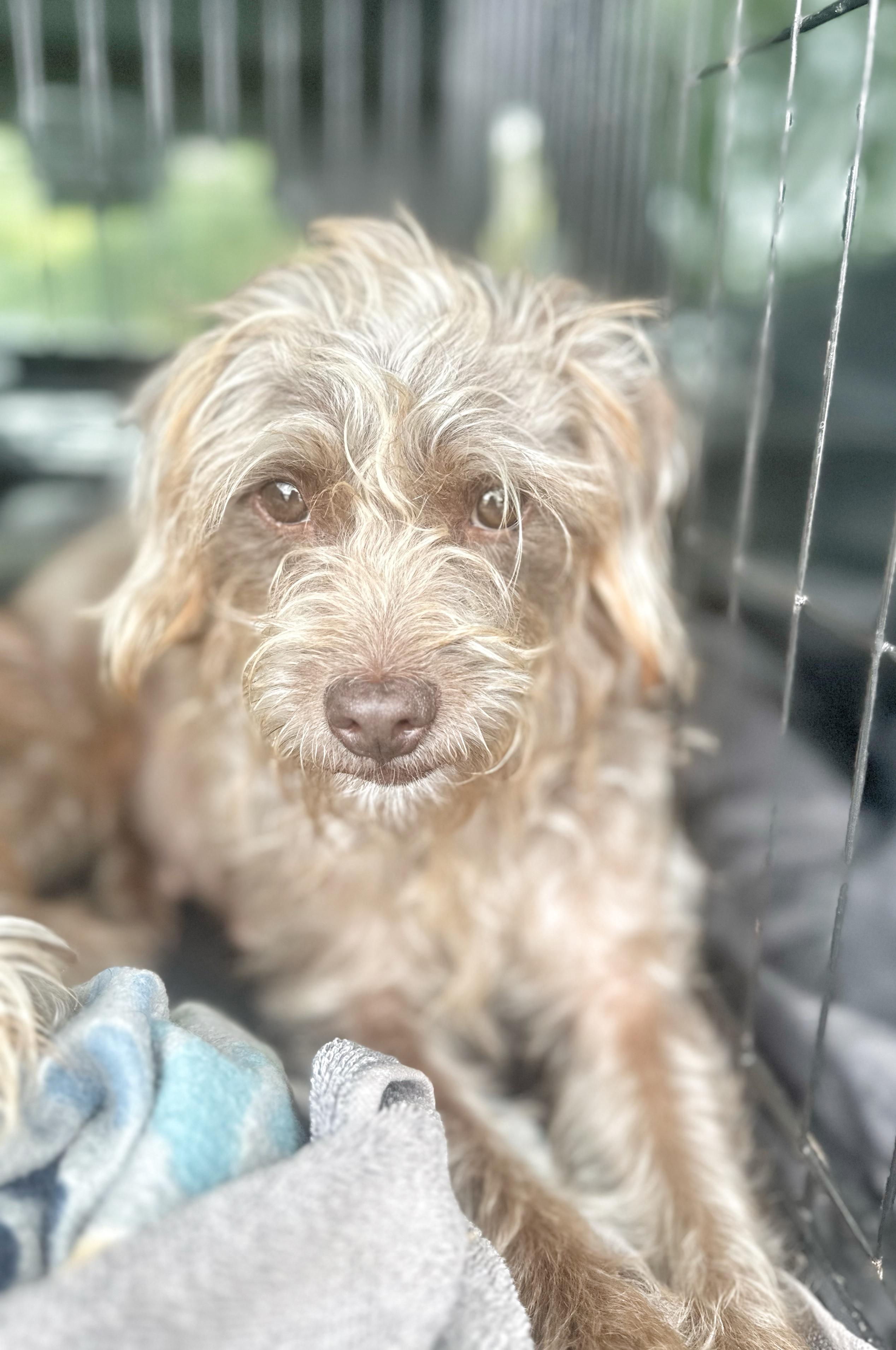 Enlarge Ellie Mae, an adopted mixed breed in Humble, TX image 1/6