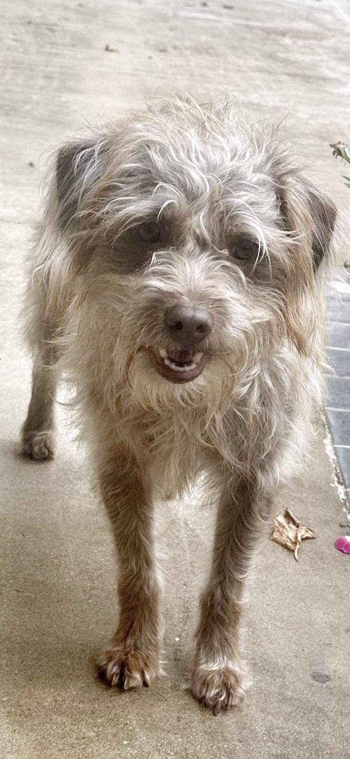 Enlarge Ellie Mae, an adopted mixed breed in Humble, TX image 2/6