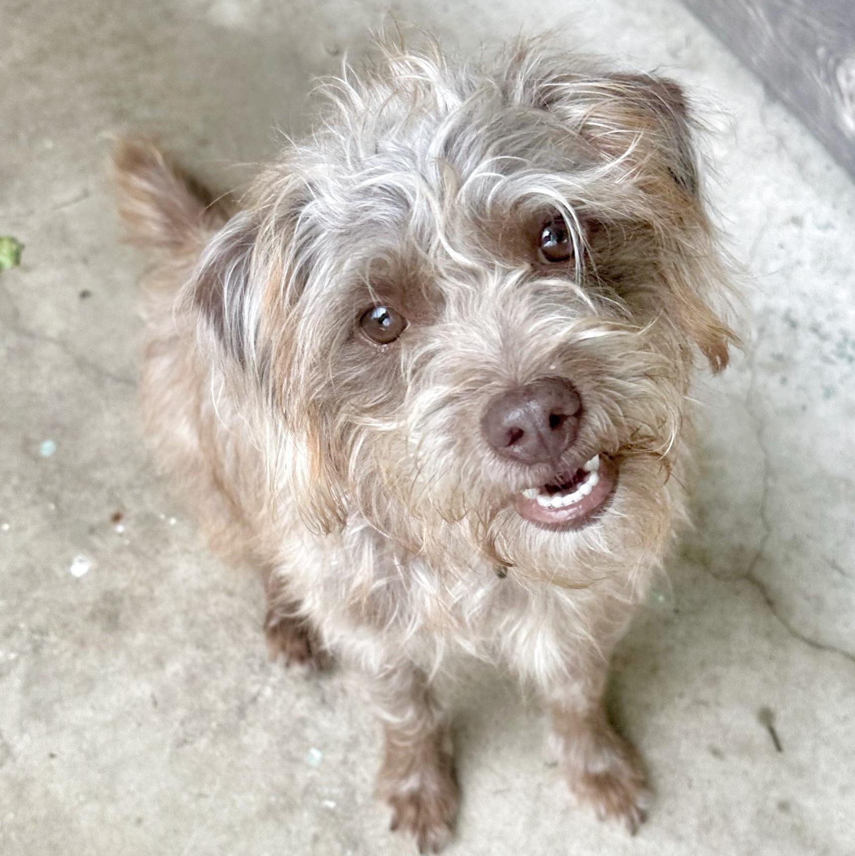 Enlarge Ellie Mae, an adopted mixed breed in Humble, TX image 3/6