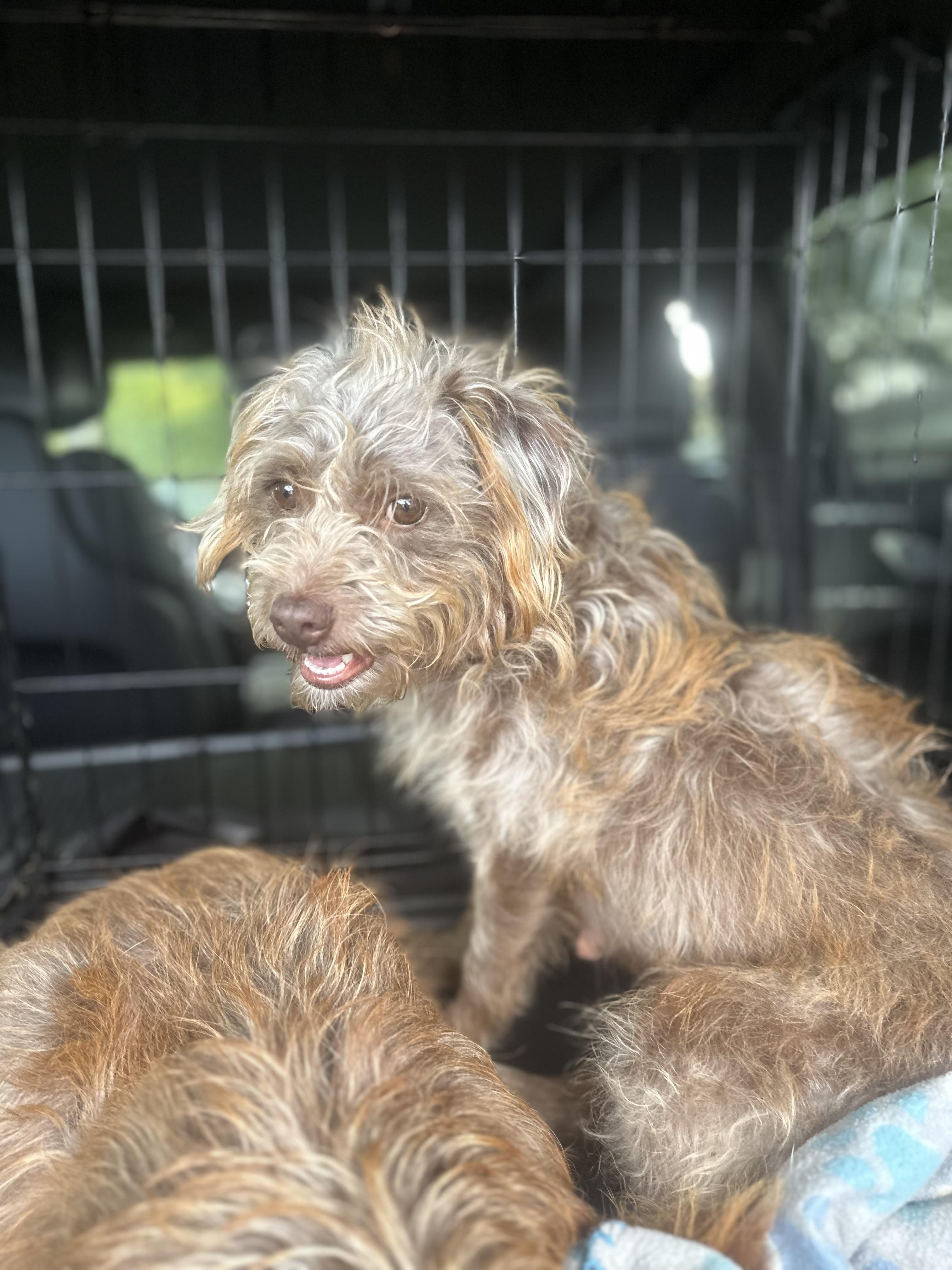 Enlarge Ellie Mae, an adopted mixed breed in Humble, TX image 4/6