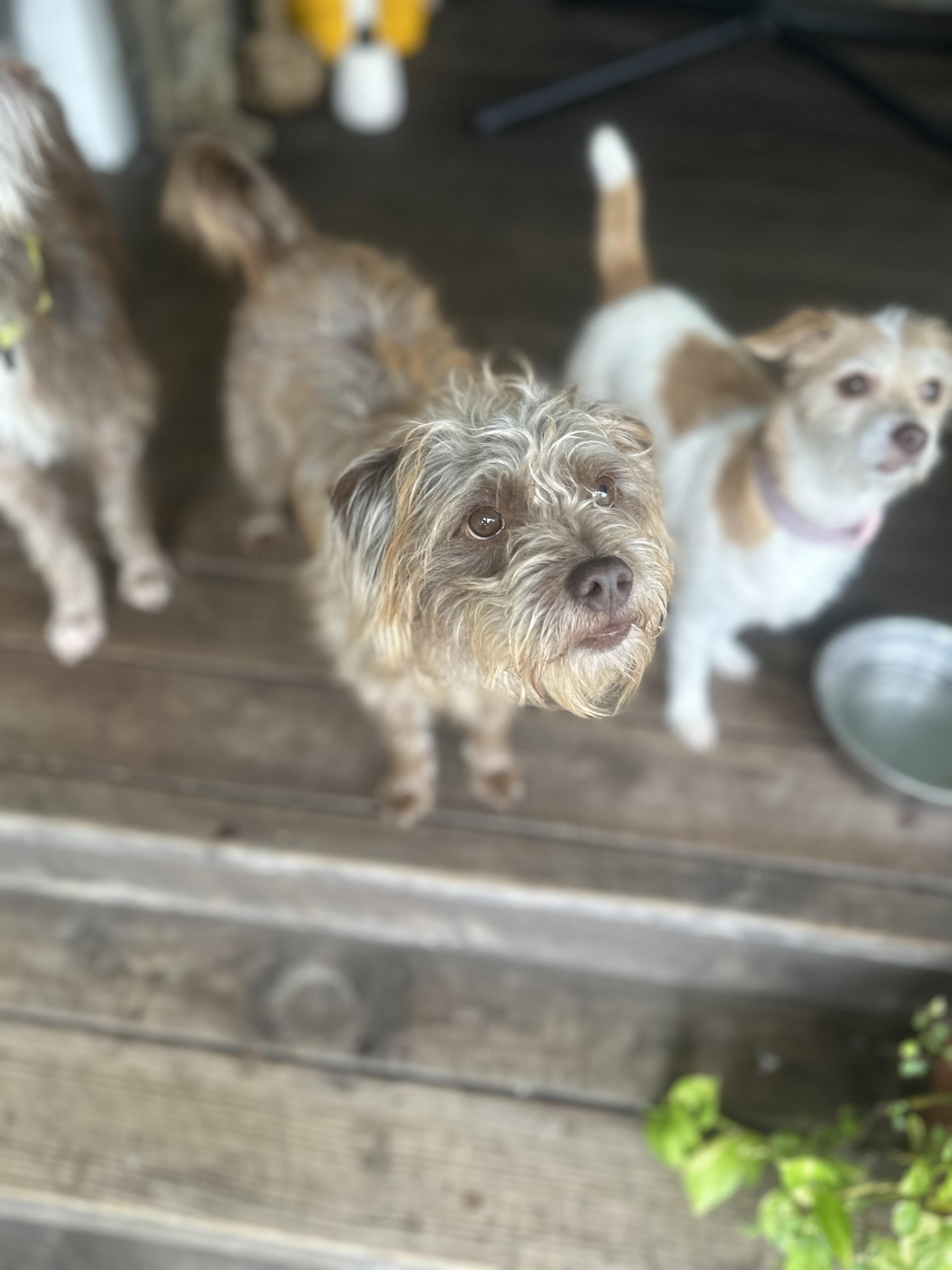 Enlarge Ellie Mae, an adopted mixed breed in Humble, TX image 5/6