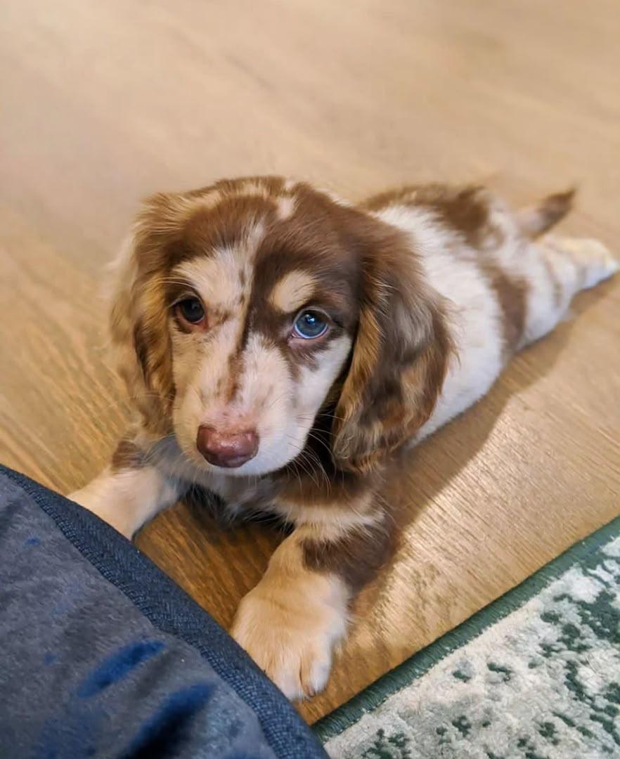Hershey, Adoptable, Young Male Dachshund.