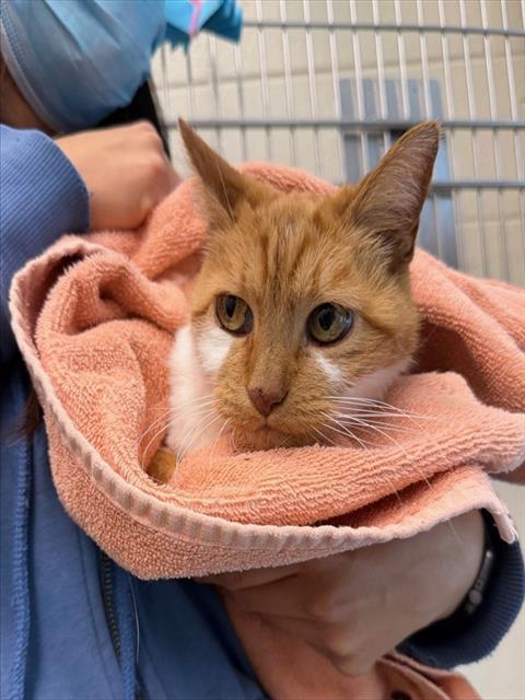 Enlarge JASMINE, a Adoptable Domestic Short Hair in Brighton, CO image 1/1