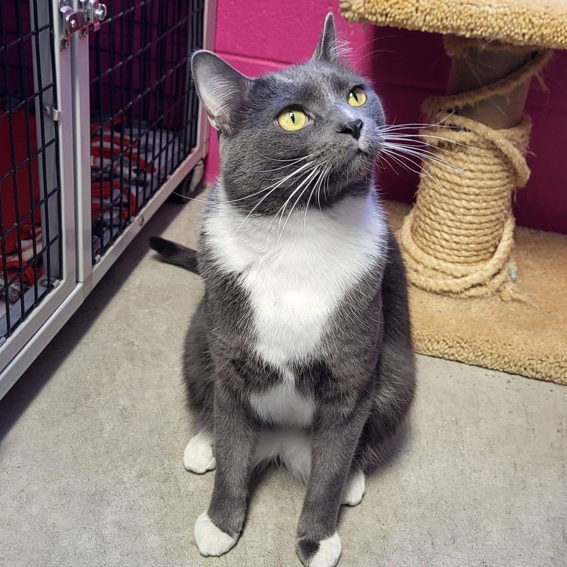 Enlarge Junior, a Adoptable Domestic Short Hair in Chilton, WI image 5/5