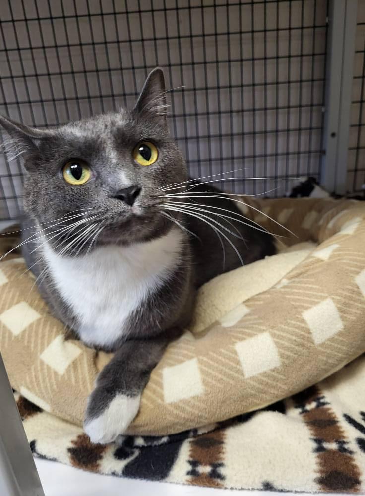 Junior, a Adoptable Domestic Short Hair in Chilton, WI image 4/5