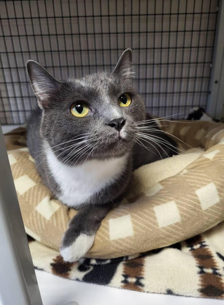 Junior, a Adoptable Domestic Short Hair in Chilton, WI image 3/5