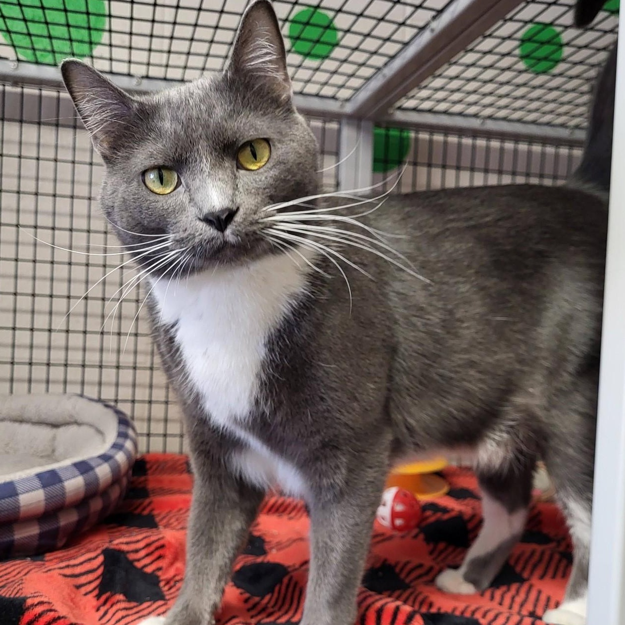 Enlarge Junior, a Adoptable Domestic Short Hair in Chilton, WI image 1/5