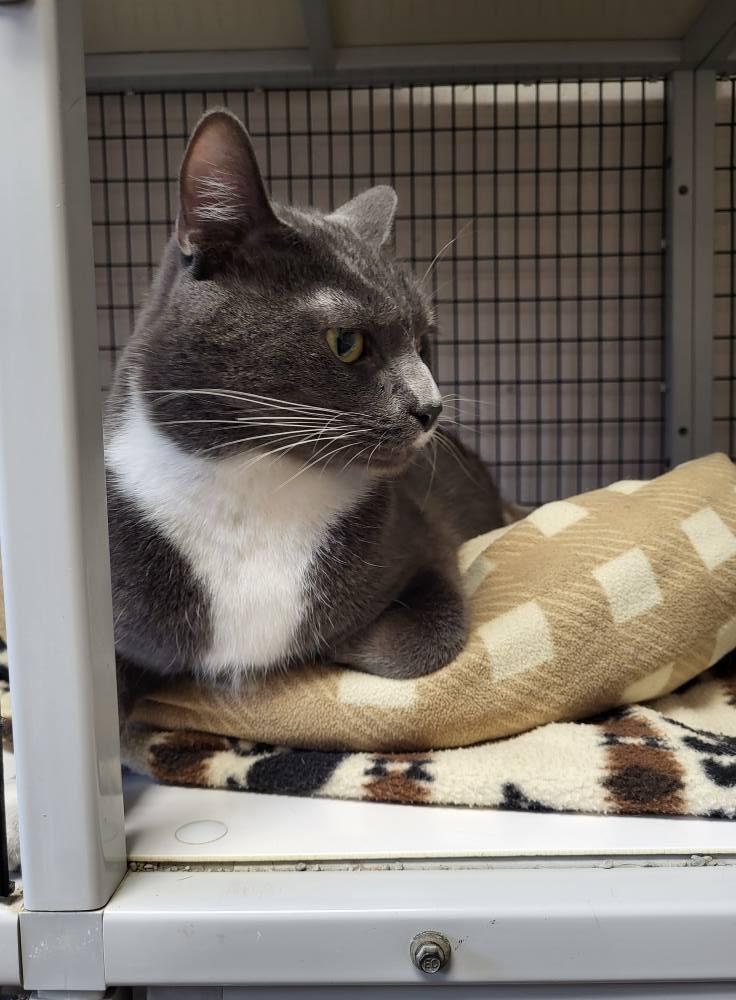 Junior, a Adoptable Domestic Short Hair in Chilton, WI image 5/5