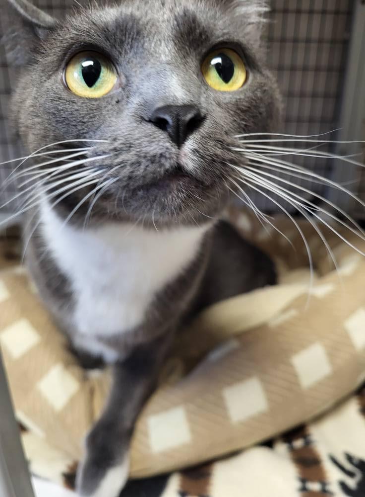 Junior, a Adoptable Domestic Short Hair in Chilton, WI image 2/5