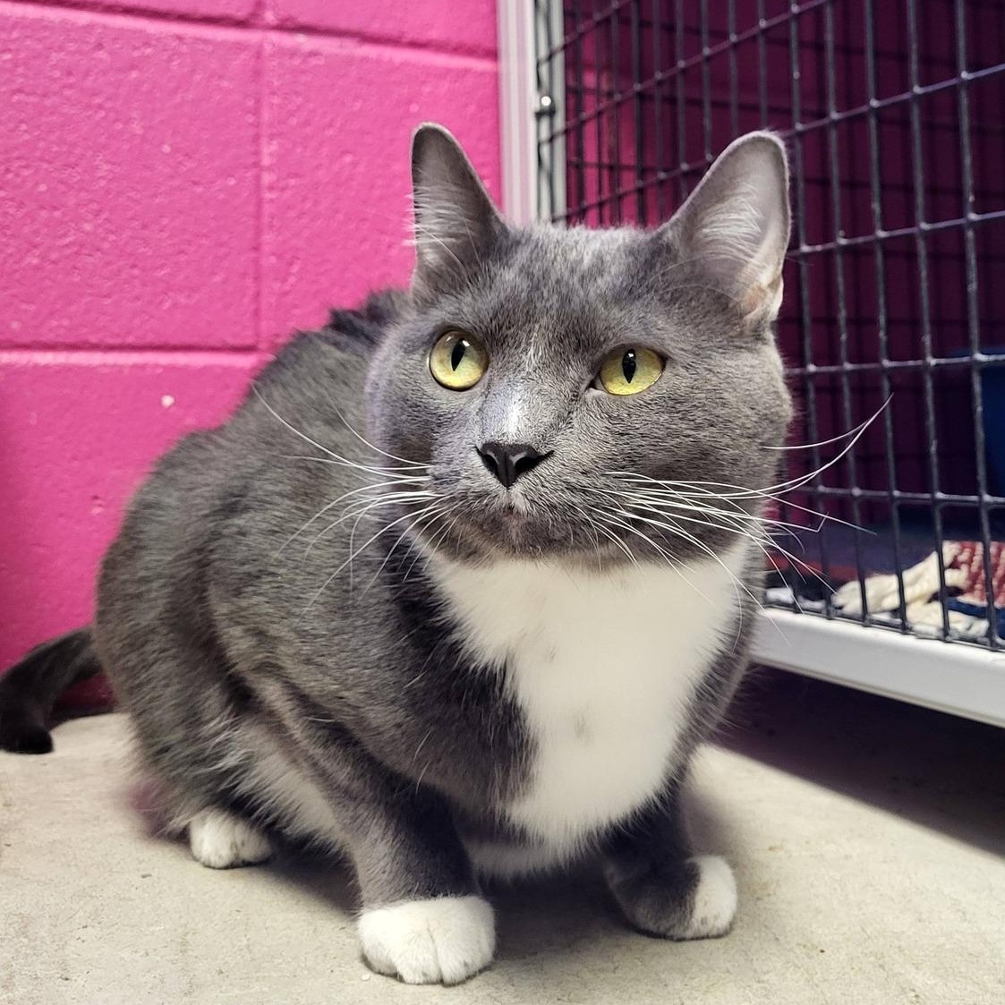 Enlarge Junior, a Adoptable Domestic Short Hair in Chilton, WI image 3/5