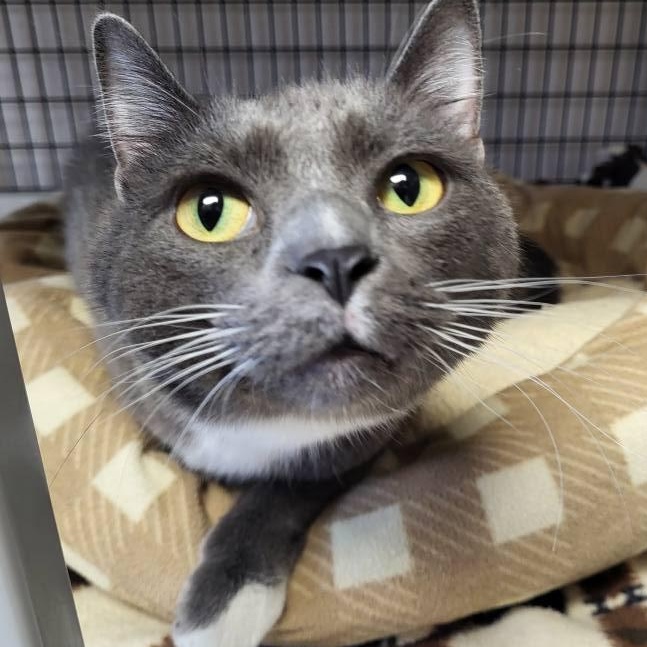 Junior, a Adoptable Domestic Short Hair in Chilton, WI image 1/5