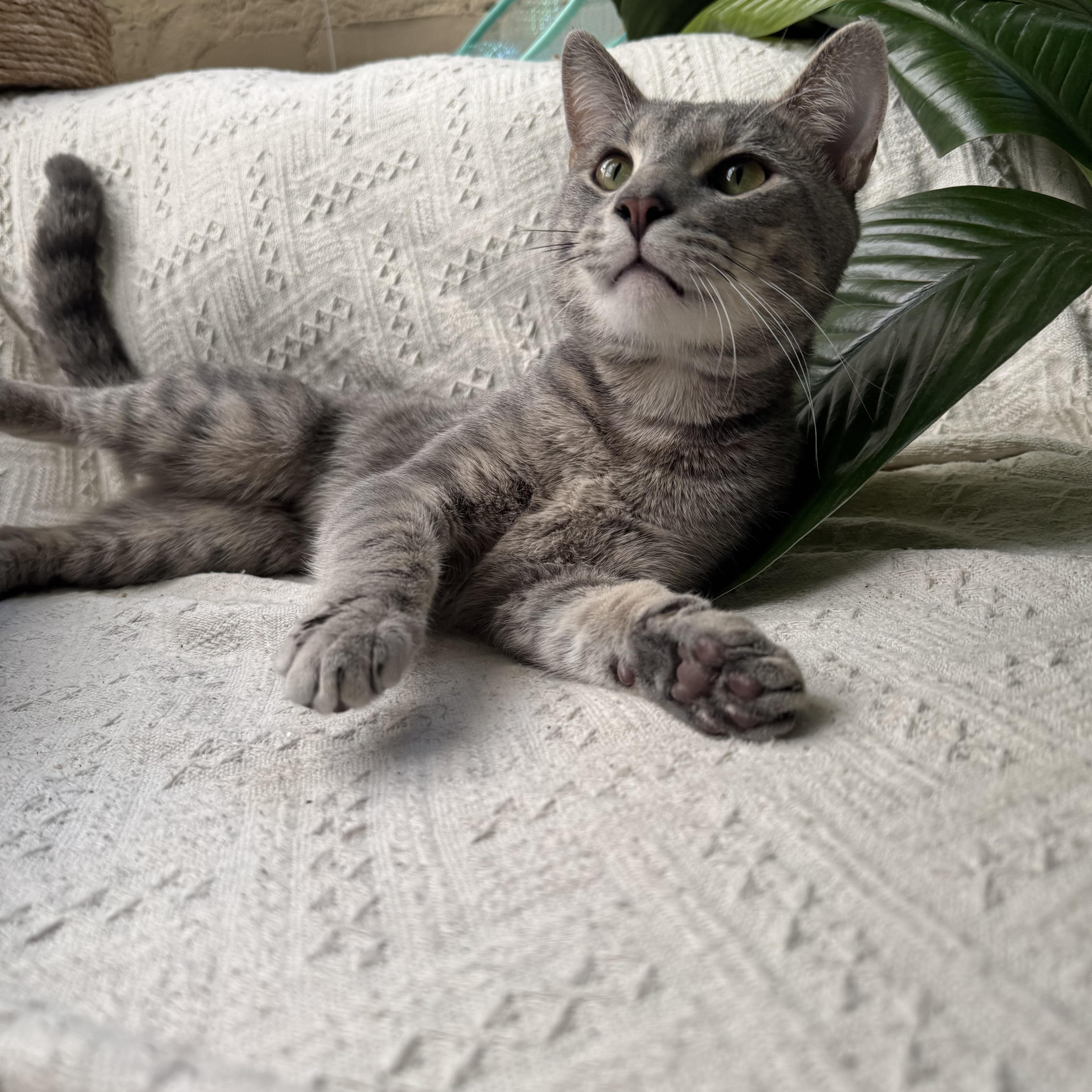 BoBo Box — thumbnail 2