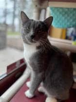 Narcissa, Adoptable, Adult Female Domestic Short Hair & Domestic Short Hair.