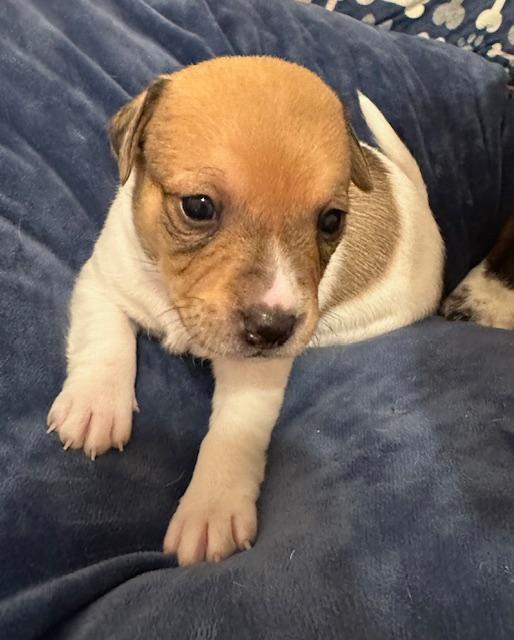 Enlarge Puppy Olaf  -  Las Vegas, a Adoptable mixed breed in Los Angeles, CA image 2/2