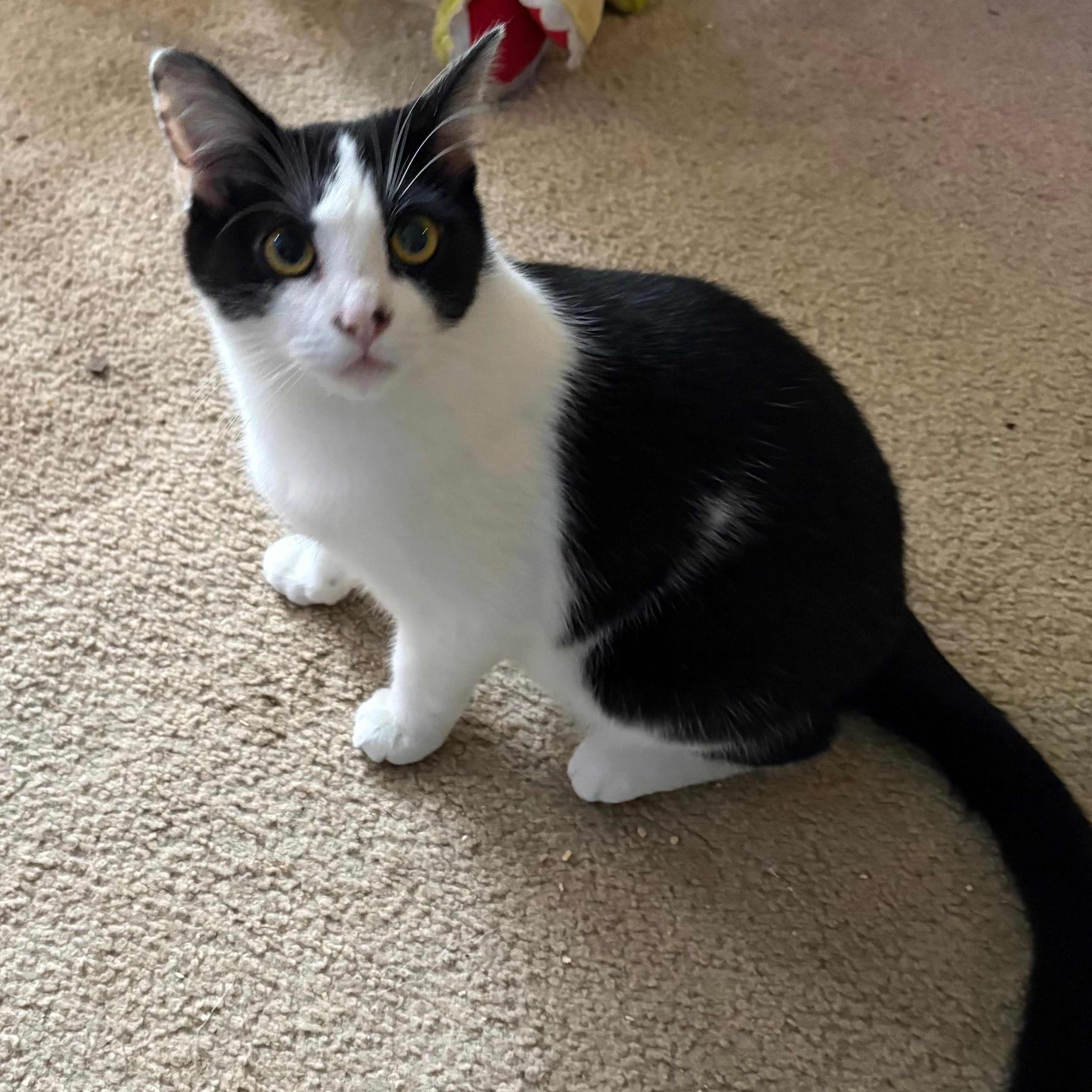 Enlarge Joss, a ADOPTABLE mixed breed in Silverton, OR image 1/3