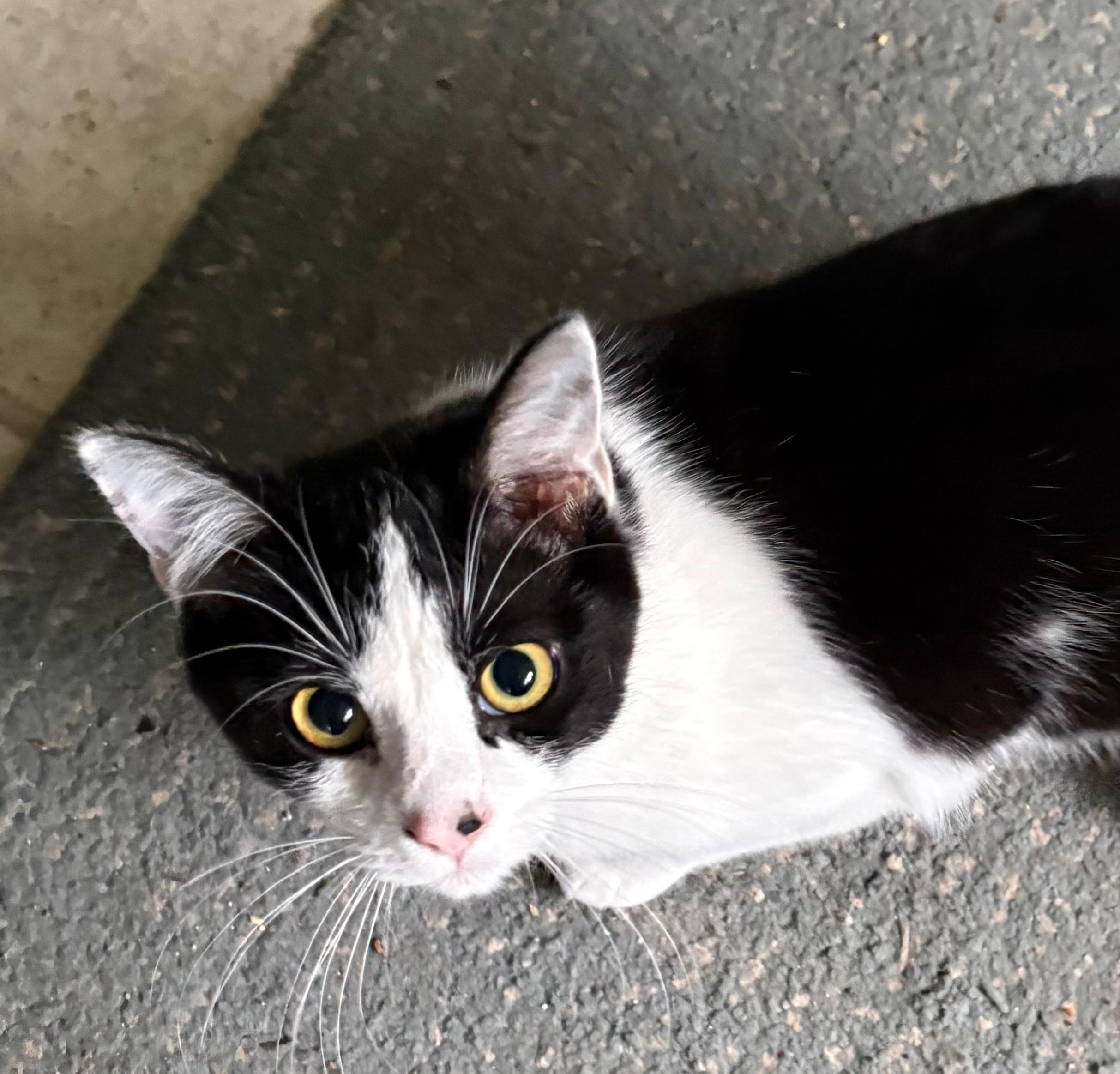 Enlarge Joss, a ADOPTABLE mixed breed in Silverton, OR image 3/3
