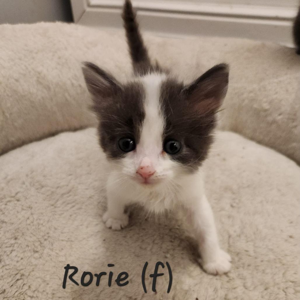 Rorie — thumbnail 2